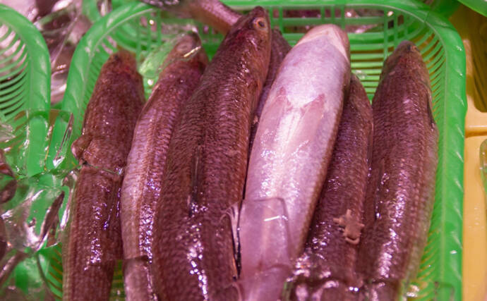 波打ち際から超深海まで生息する「身近な口裂け魚」エソの仲間たち　