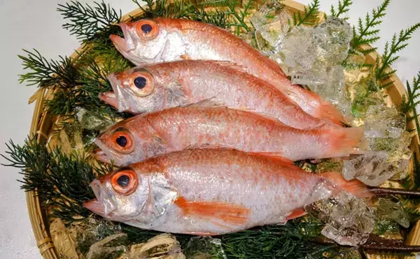 高級美味魚の代表『アカムツ（のどぐろ）』の完全養殖に成功！