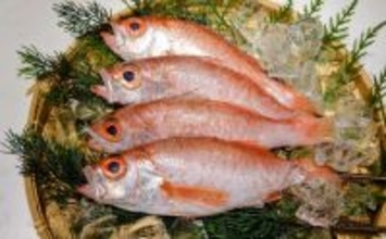 高級美味魚の代表『アカムツ（のどぐろ）』の完全養殖に成功！