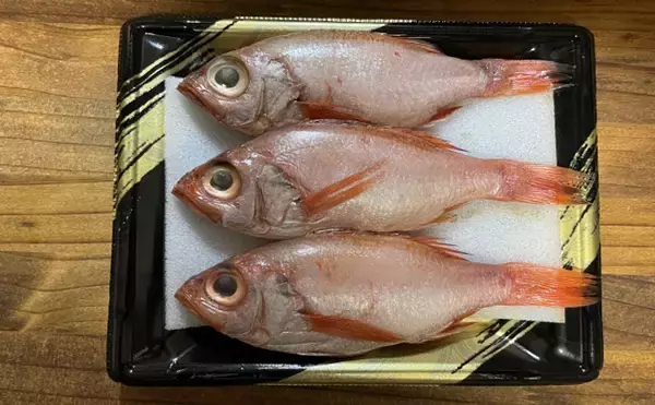 「高級美味魚の代表『アカムツ（のどぐろ）』の完全養殖に成功！」の画像