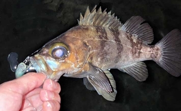 三浦半島メバリング釣行で25cmメバル獲った！ 決め手はGoogleマップ？