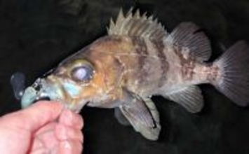 三浦半島メバリング釣行で25cmメバル獲った！ 決め手はGoogleマップ？