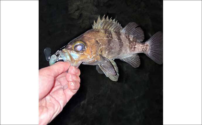 三浦半島メバリング釣行で25cmメバル獲った！ 決め手はGoogleマップ？