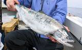 「ジギングで希少なサクラマスが登場！ワラサも連発【沖釣りピックアップ4選・北陸】」の画像1