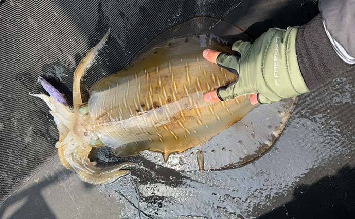 ボートエギングで2kg超えアオリイカが堂々浮上！【熊本・天草】キャスティングにヒット