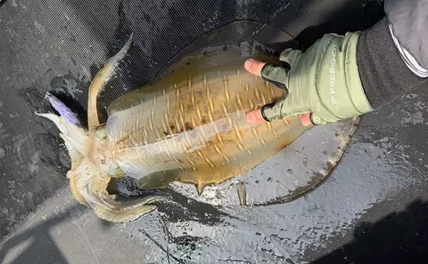 「ボートエギングで2kg超えアオリイカが堂々浮上！【熊本・天草】キャスティングにヒット」の画像