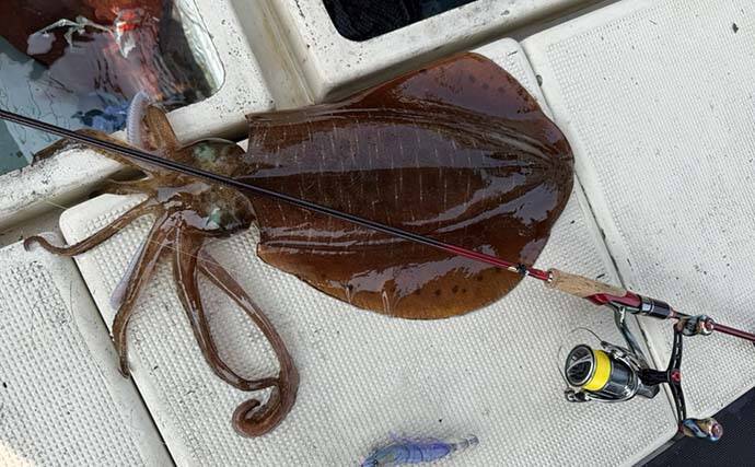 ボートエギングで2kg超えアオリイカが堂々浮上！【熊本・天草】キャスティングにヒット