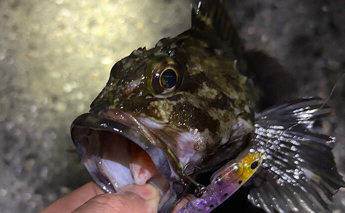 春の大阪湾奥ライトゲームは「メバリングタックルひとつで三刀流」がオススメ