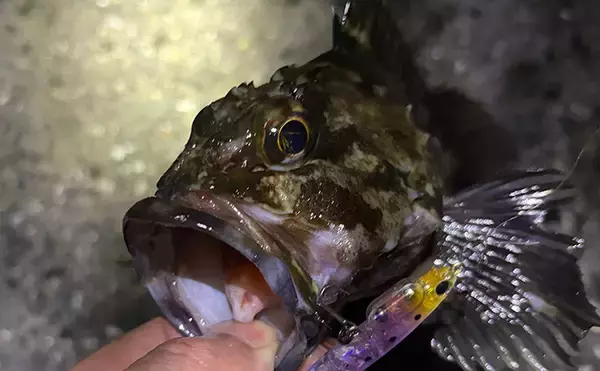 「春の大阪湾奥ライトゲームは「メバリングタックルひとつで三刀流」がオススメ」の画像