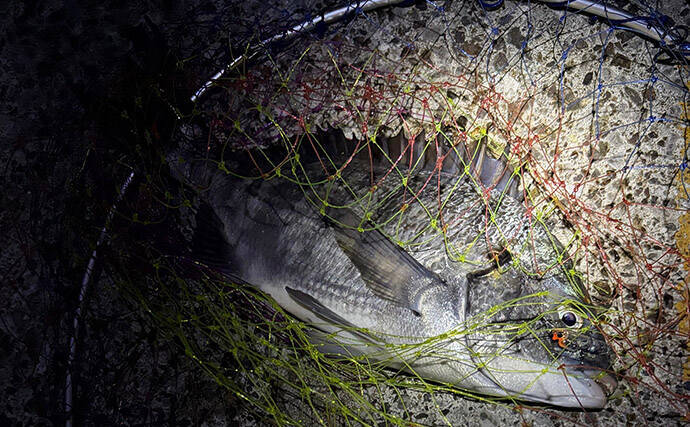 春の大阪湾奥ライトゲームは「メバリングタックルひとつで三刀流」がオススメ