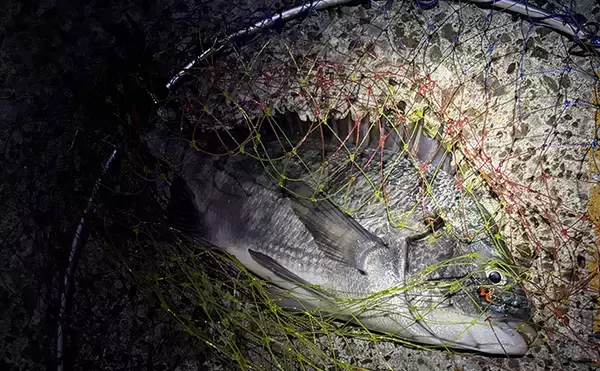 「春の大阪湾奥ライトゲームは「メバリングタックルひとつで三刀流」がオススメ」の画像