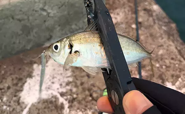 「春の大阪湾奥ライトゲームは「メバリングタックルひとつで三刀流」がオススメ」の画像