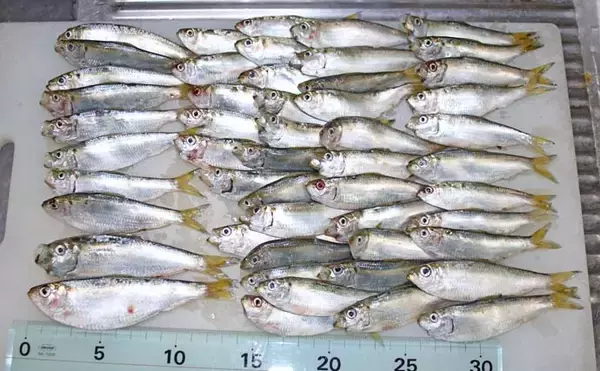 「千葉港でのサビキ釣りでサッパ53尾をキャッチ　夕マヅメに連続ヒット！」の画像