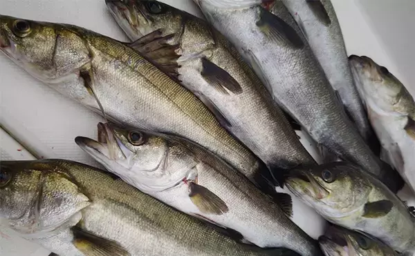 「「秋のボートルアーシーバス釣りが開幕！」50cm級が連続ヒット【愛知・三河湾】」の画像