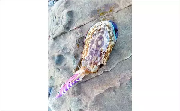 「夕マヅメの地磯エギング釣行で500gアオリイカを好捕【福岡・柏原漁港】テトラ沿いでヒット」の画像