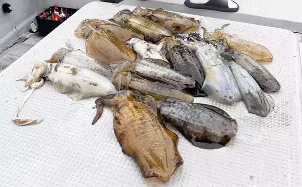 【沖釣りルアー釣果速報】ティップランで釣る人16匹！志摩沖のアオリイカが高活性（三重）