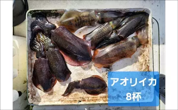 「【沖釣りルアー釣果速報】ティップランで釣る人16匹！志摩沖のアオリイカが高活性（三重）」の画像