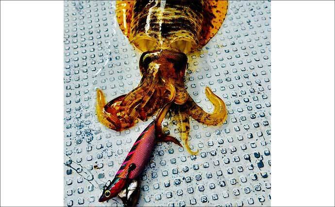 【沖釣りルアー釣果速報】ティップランで釣る人16匹！志摩沖のアオリイカが高活性（三重）