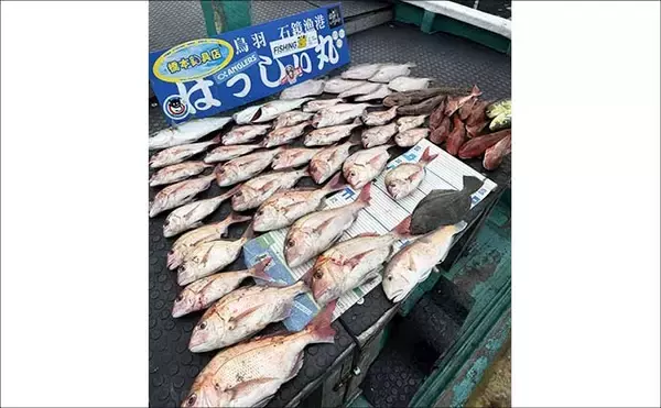 「【沖釣りルアー釣果速報】ティップランで釣る人16匹！志摩沖のアオリイカが高活性（三重）」の画像