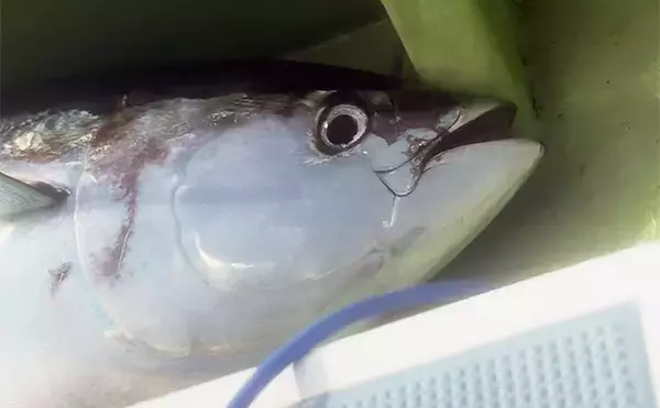 生まれて初めてキハダマグロ釣りに挑戦！【相模湾】 何もかもが規格外の釣りに圧倒