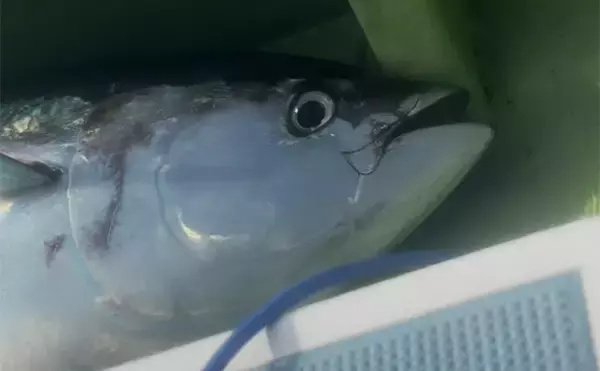 「生まれて初めてキハダマグロ釣りに挑戦！【相模湾】 何もかもが規格外の釣りに圧倒」の画像