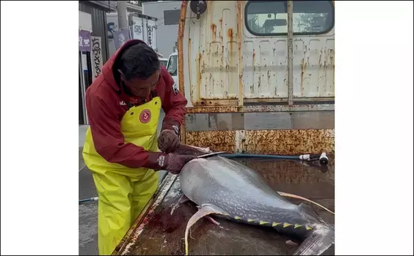「生まれて初めてキハダマグロ釣りに挑戦！【相模湾】 何もかもが規格外の釣りに圧倒」の画像