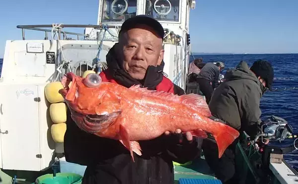 「「水深900mの超深海戦！」相模湾ベニアコウ釣りで本命＆60kg級アブラボウズを好捕！【神奈川】」の画像