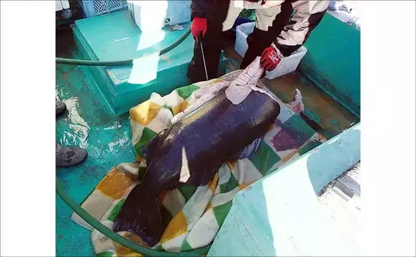 「「水深900mの超深海戦！」相模湾ベニアコウ釣りで本命＆60kg級アブラボウズを好捕！【神奈川】」の画像