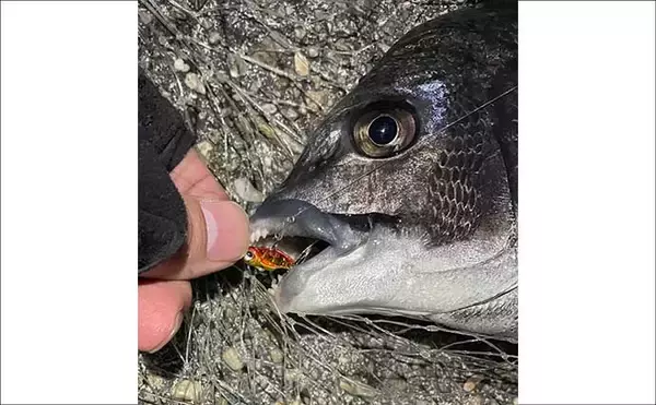 「春のショアジギ（LSJ）釣行で狙いたい「代表的なターゲット3選」」の画像