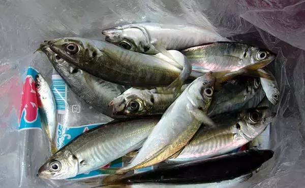 泉佐野一文字で青物狙いノマセ釣りに挑戦【大阪】本命不発も赤灯台周りで小アジ＆サッパ確保
