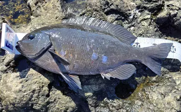梅雨前の石廊崎名礁「沖の丸島」でフカセ釣り　40cm級メジナに良型イサキ18匹と好釣果