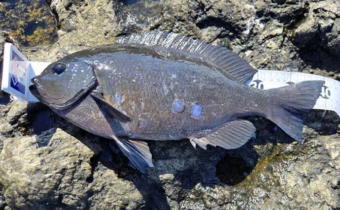 梅雨前の石廊崎名礁「沖の丸島」でフカセ釣り　40cm級メジナに良型イサキ18匹と好釣果