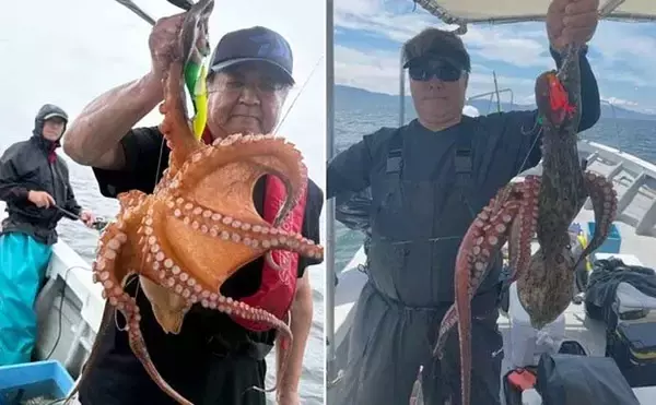 「関西エリアの【船釣り特選釣果7選】 イカメタルでスルメ交じりでシロイカ50匹超え！」の画像