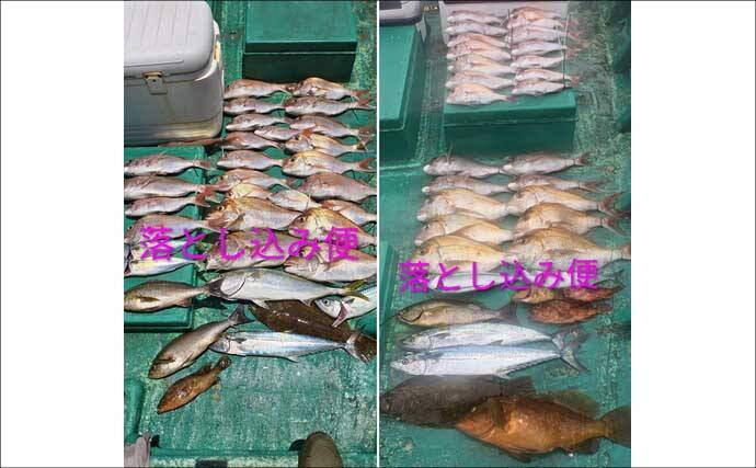 関西エリアの【船釣り特選釣果7選】 イカメタルでスルメ交じりでシロイカ50匹超え！