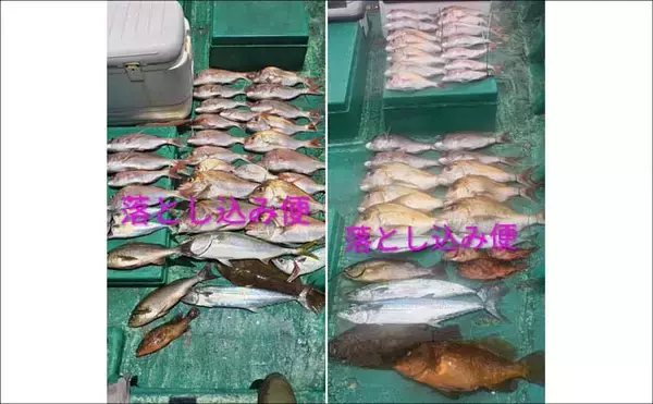 「関西エリアの【船釣り特選釣果7選】 イカメタルでスルメ交じりでシロイカ50匹超え！」の画像