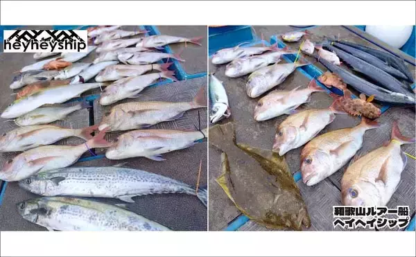 「関西エリアの【船釣り特選釣果7選】 イカメタルでスルメ交じりでシロイカ50匹超え！」の画像