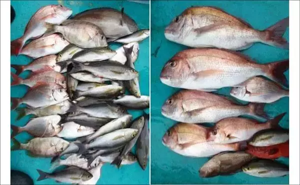 「関西エリアの【船釣り特選釣果7選】 イカメタルでスルメ交じりでシロイカ50匹超え！」の画像
