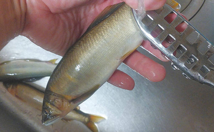 釣った魚で作る「秋の味覚」レシピ：アユの甘みそ焼き　遠火の弱火でじっくり