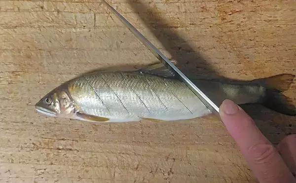 「釣った魚で作る「秋の味覚」レシピ：アユの甘みそ焼き　遠火の弱火でじっくり」の画像