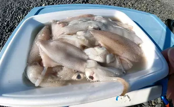 「「初心者でも大物を釣りたい！」サメ狙いぶっこみ釣りのススメ【タックル・仕掛け・釣り方・注意点を解説】」の画像