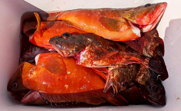 米水津の磯ロックゲームで35cmアカハタ＆33cmオオモンハタ好捕【大分】ライトタックル戦術が奏功