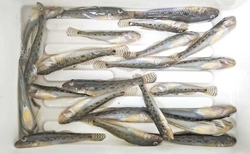 家族連れでにぎわう矢那川河口のハゼ釣りで26尾キャッチ【千葉】釣り後は名物焼きそばに舌鼓