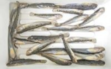 家族連れでにぎわう矢那川河口のハゼ釣りで26尾キャッチ【千葉】釣り後は名物焼きそばに舌鼓