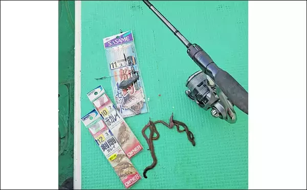 「東京湾のマコガレイ釣りで良型浮上！【千葉・林遊船】73cmスズキ乱入の一幕も」の画像