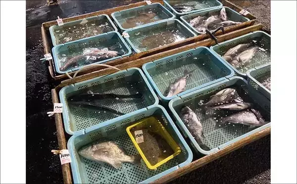 「魚を釣りたいなら朝市に行くべし！　冬はターゲット選定が釣果を大きく左右する？」の画像