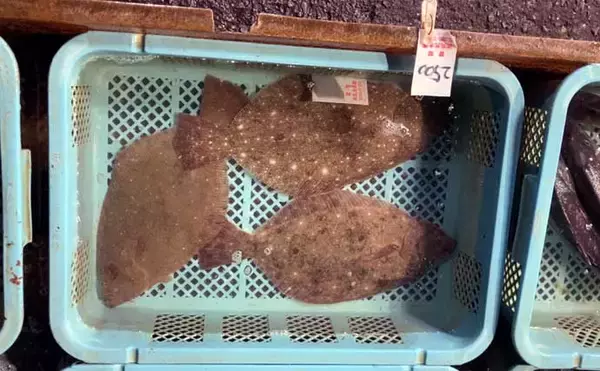 「魚を釣りたいなら朝市に行くべし！　冬はターゲット選定が釣果を大きく左右する？」の画像