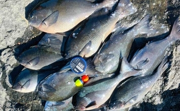美味しそうな良型クロ（グレ）乱舞！磯フカセ釣りで45cm頭に本命続々【大分・蒲江】