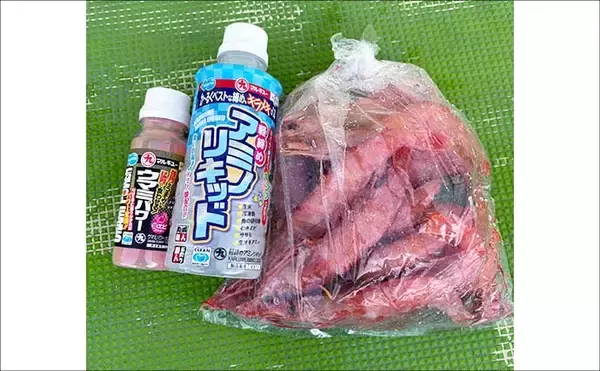 「人気急上昇中の「東京湾トラフグ釣り」入門　【タックル・仕掛け・釣り方・注意点を解説】」の画像