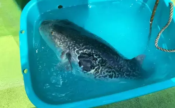 「人気急上昇中の「東京湾トラフグ釣り」入門　【タックル・仕掛け・釣り方・注意点を解説】」の画像