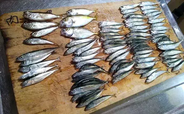 「関東エリアのおすすめサビキ釣り場：小田原漁港（早川港）　都心からアクセス良好で周辺観光も可能」の画像